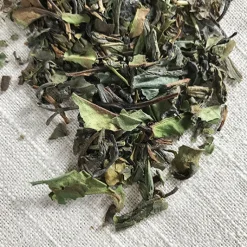 Stash Tea Specialty>Fusion Green And White Tea