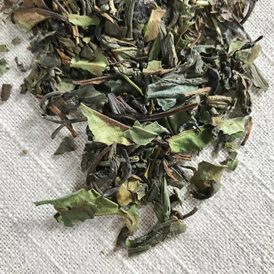 Stash Tea Green>Fusion Green And White Tea
